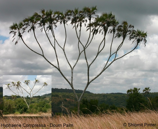 God loves binary trees