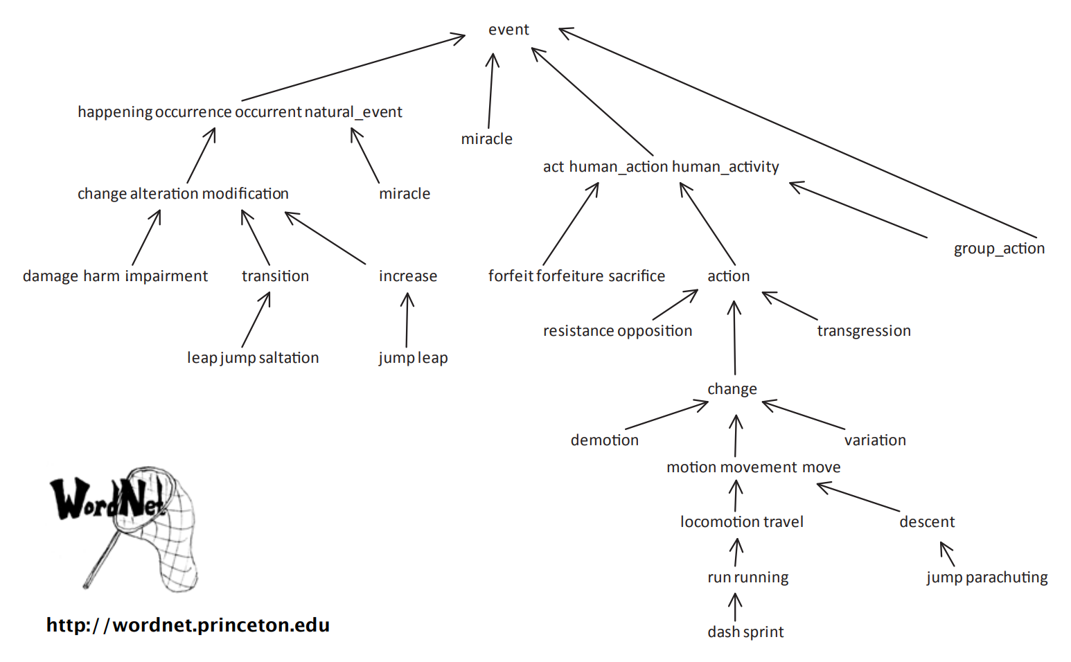 vertex = synset; edge = hypernym relationship