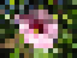 S10_Images